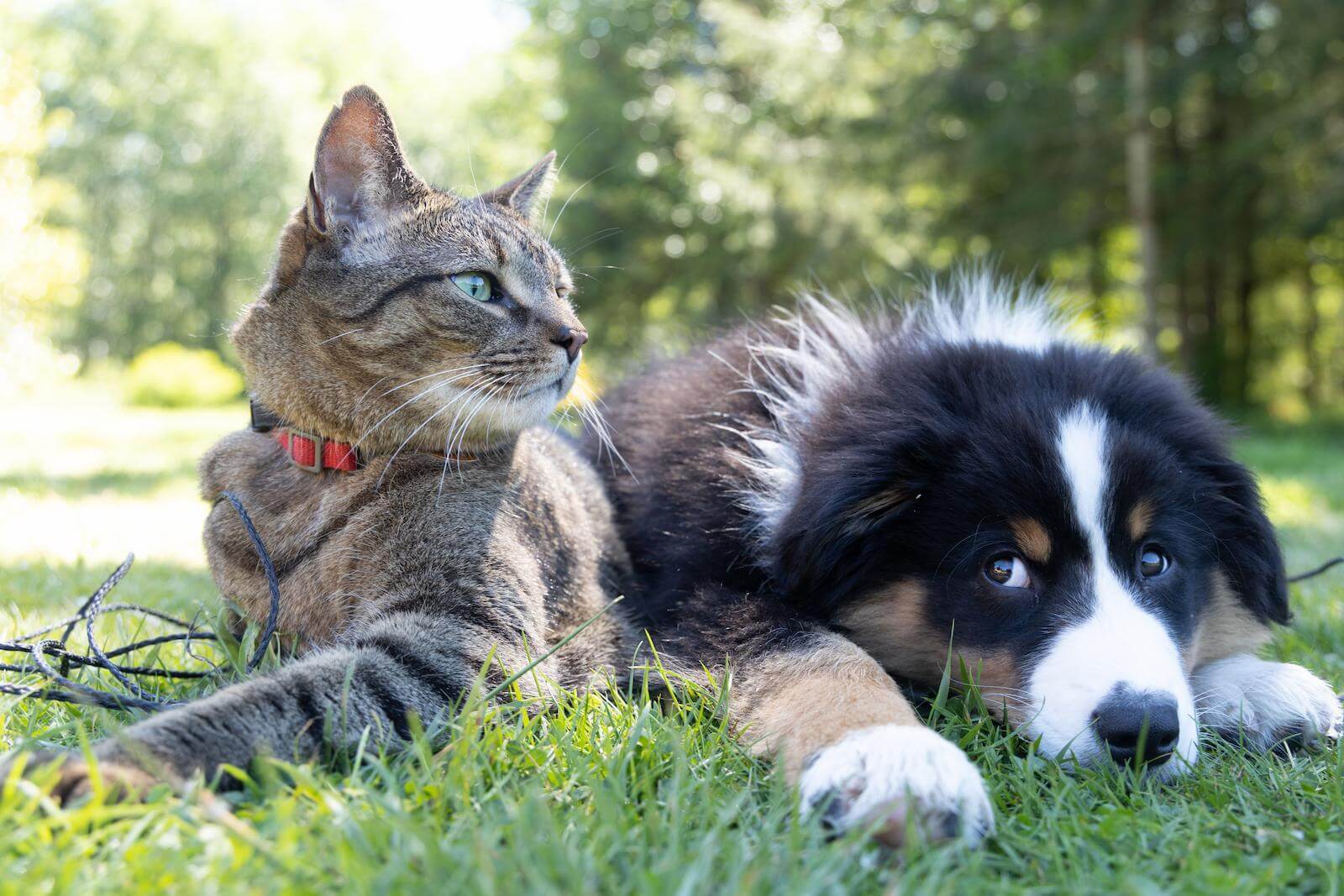 5 Reasons Why Having a Pet is Good for Your Health